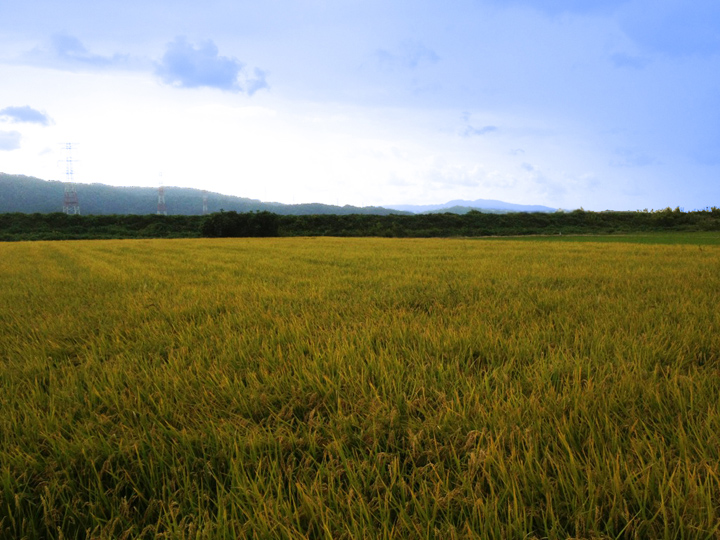 石川県羽咋郡の世界農業遺産認定の地で収穫